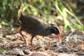  Okinawa rail